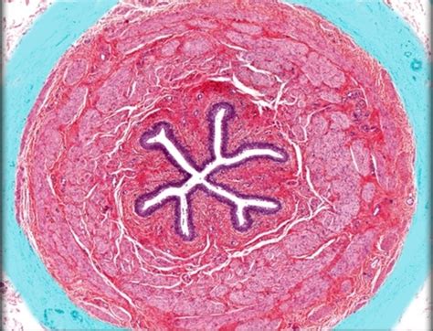 Urinary Lab Apr Histology Flashcards Quizlet