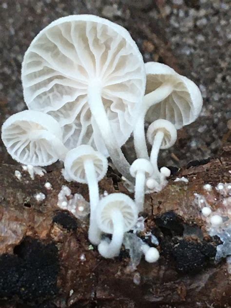 Marasmiellus Candidus Hongos De Palenque Naturalista Mexico