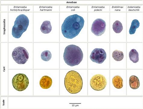 Protozoa Entamoeba Coli Vetmedicinae