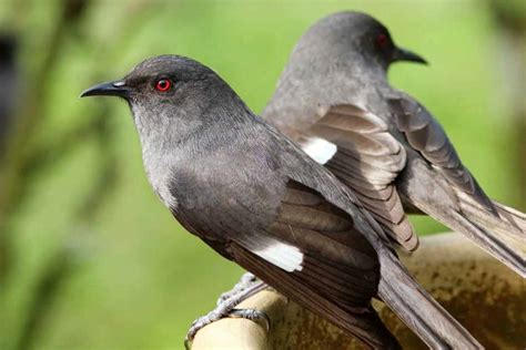 Murai Jenis Jenis Burung Di Malaysia 11 Jenis Murai Batu Ciri Fisik