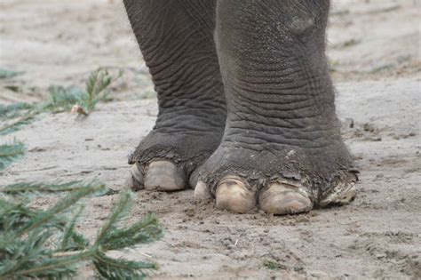 Serupa Tapi Tak Sama Ini 5 Perbedaan Gajah Afrika Dan Gajah Asia