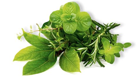 Herb Png Image Hd Png All