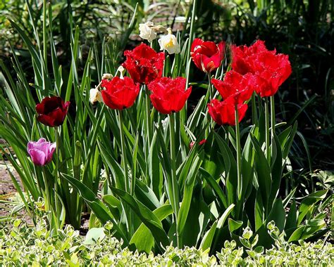 Rote Tulpen Foto And Bild Tulpen Natur Landschaft Bilder Auf