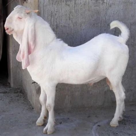 Sojal White Sojat Male Goat Kg At Rs Kg In Lucknow Id