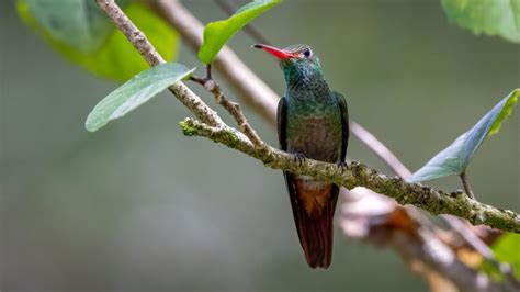 Rufous-tailed Hummingbird – Reflections of the Natural World