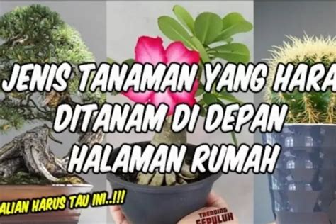 Perhatian Jenis Tananam Pohon Ini Tidak Baik Ditanam Di Depan Rumah