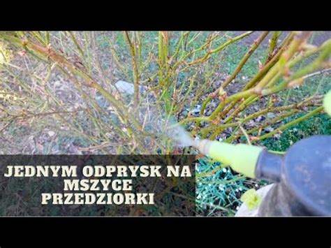 Najważniejszy oprysk na róże wiosną Jak i czym pryskać róże wiosną