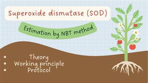 In Vitro Superoxide Dismutase Determination In Plants By Nitro Blue