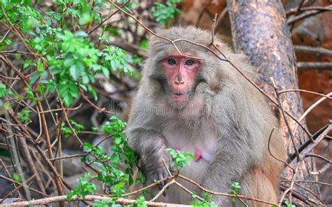 Monkey on the Tree. Wild Animals.. Landscape at Dusk Stock Image ...