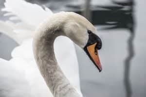 What does the Swan Symbolize? (White, Black) - 10 Meanings