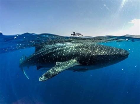 Tour Nado Con Tibur N Ballena Desde Holbox Chetumal Tours