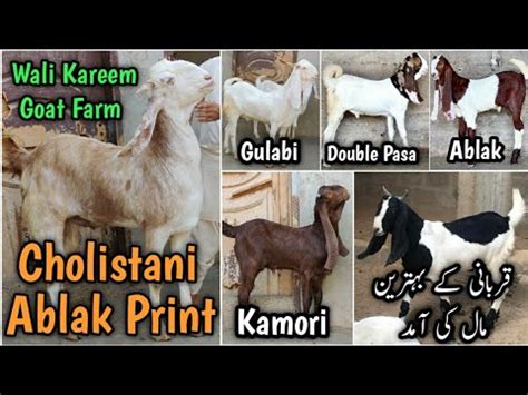 Cholistani Ablak Bakra Qurbani Ka Vip Maal 25 K Shoq Ka Mal Wali