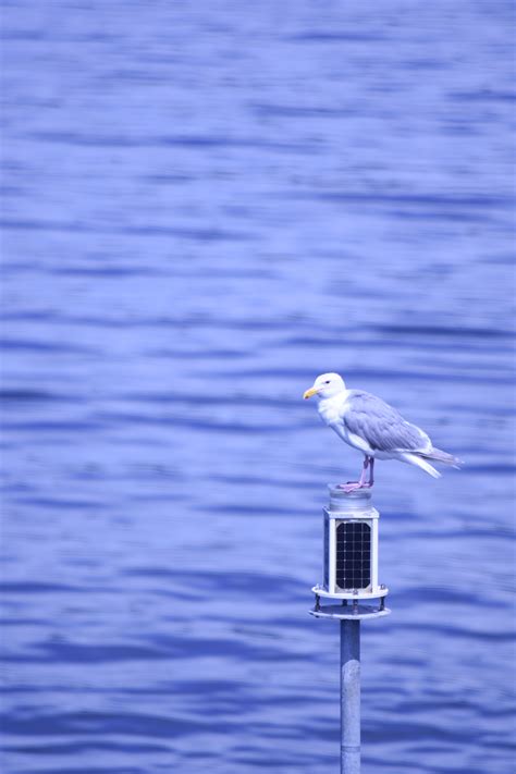 Free Images Sea Wing Seabird Reflection Gull Blue Vertebrate