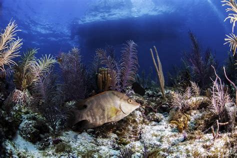 15 Best Places For Scuba Diving In Florida - Florida Trippers