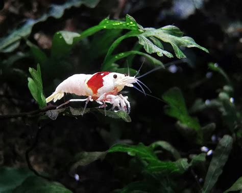 Mastering Caridina Shrimp Breeding: Expert Tips — Tranquil Tank