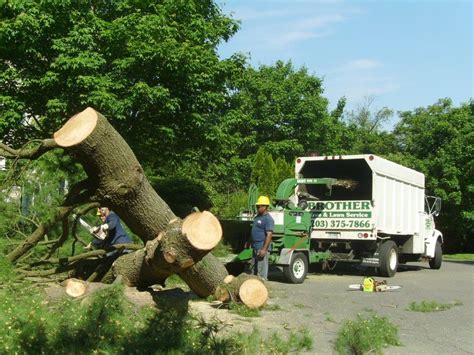 Tree Landscaping & Lawn Care Services in Stratford, CT | Brother Tree ...