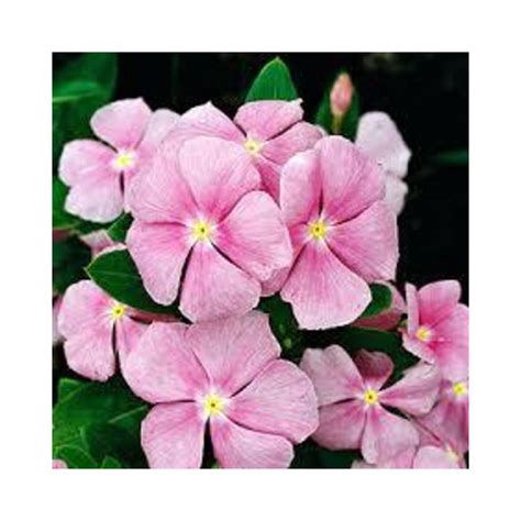 Buy Vinca Pink Plant Online At Lowest Price