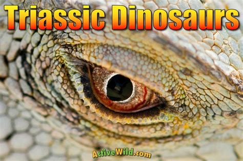 Triassic Dinosaurs List with Pictures & Facts: Triassic Period Dinos