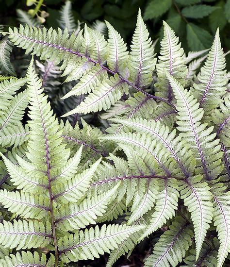 Athyrium niponicum 'Pictum': Perennial Market