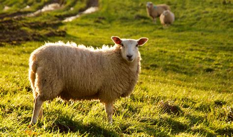 Ziekte Blauwtong Vastgesteld Op De Veluwe Ook Melding In Putten Al