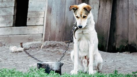 Las Denuncias Por Maltrato Animal Se Disparan Rtvees