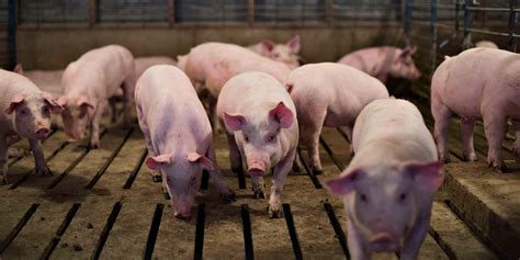 Scientists just created the first human-pig 'chimera' - Business Insider