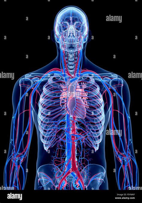 El Sistema Vascular Humano El T Rax Fotograf A De Stock Alamy