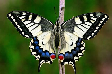 Fluturii coadă de rândunică frumuseți protejate din Papilionidae