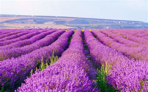 Lavender Fields in Provence: Visiting, Things to See & More