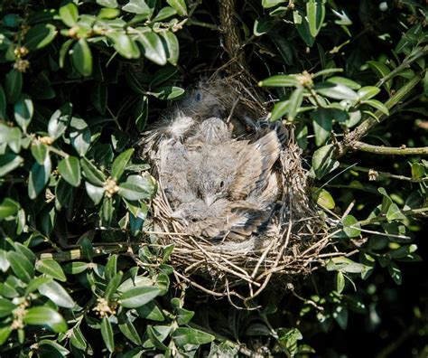 Small birds in the nest stock photo. Image of brown, animals - 98956464