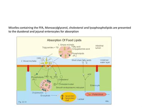 Lipid metabolism | PPT