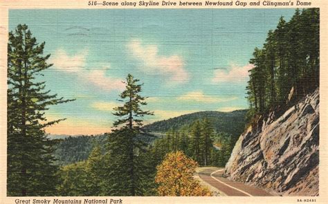 Vintage Postcard S Skyline Drive Scene Bet Newfound Gap