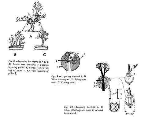 The History of Bonsai – Bonsai Smart