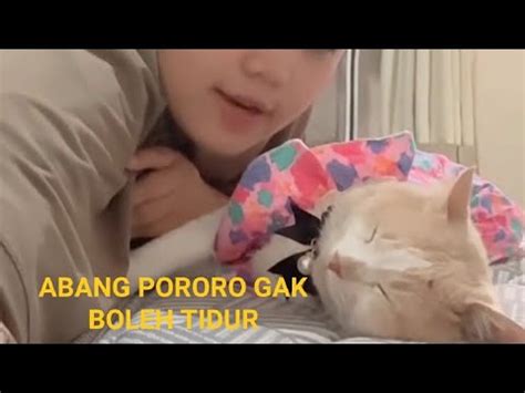 Gangguin Abang Pororo Yang Lagi Tidur Nyenyak Kucingtiktok Pororocats