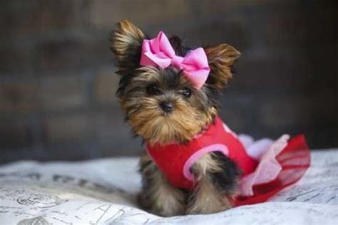 Cute Male And Female Teacup Yorkie Puppies For New Home