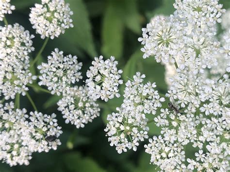 Wisconsin Wildflower Goutweed Ground Elder Bishop S Weed