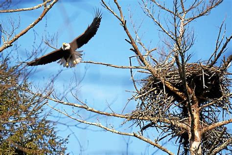 Snapshot Eagle Soars In Woodstock Daily Freeman