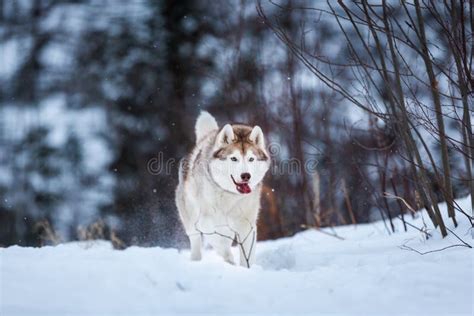 Husky Siberiano Beige Y Blanco Loco Y Feliz De La Raza Del Perro Que