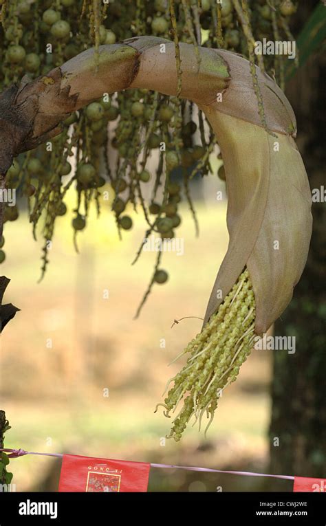 Flowers Of Toddy Palm Caryota Urens Or Fishtail Palm Stock Photo Alamy