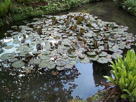 Attracting Newts to Your Garden Pond | Wildlife Garden Pond Build