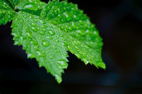 雨 花园 雨滴 Pixabay上的免费照片 Pixabay