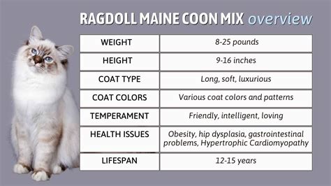 All Important Features Of The Ragdoll Maine Coon Mix