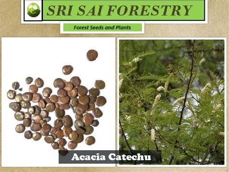 Acacia Catechu Tree Exporter, Supplier from Bangalore