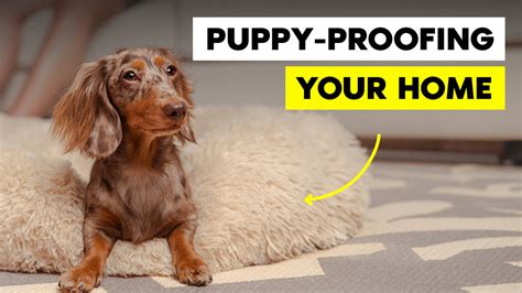 Puppy Proofing Your Home The Brooklyn Nz