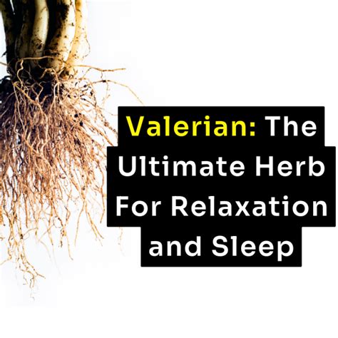 Valerian: The Ultimate Herb for Relaxation and Sleep – fmula+