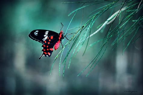 “just When The Caterpillar Thought The World Was Over It Became A Butterfly ” Hd Wallpaper