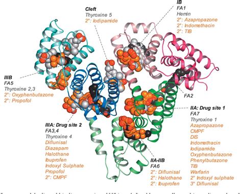 Figure 1 From Structural Basis Of The Drug Binding Specificity Of Human