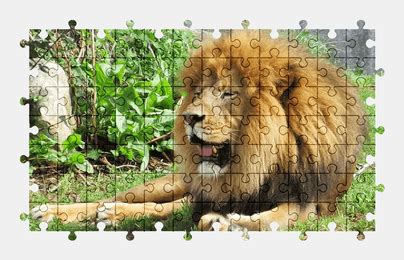 Lion - Jigsaw Puzzles Online