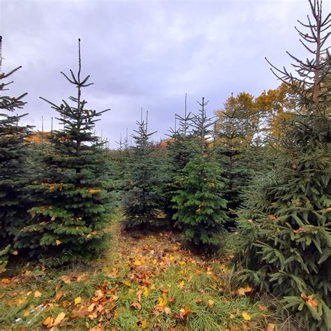 Nordmann Fir Frenchay Christmas Tree Farm