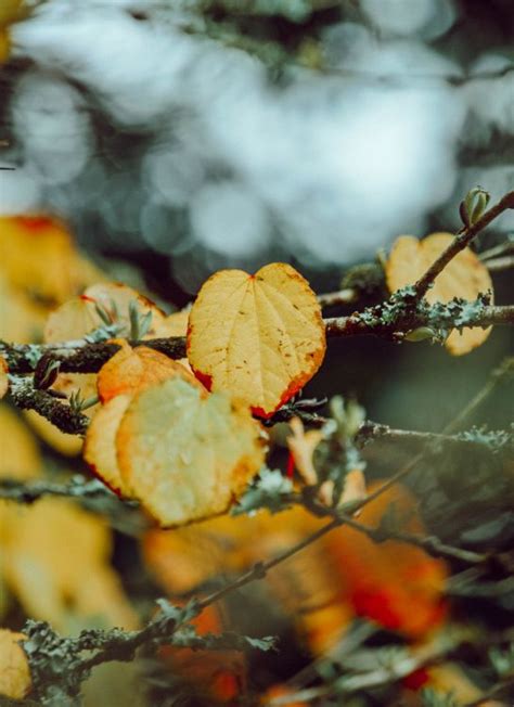 Kostenlose Hintergrundbilder Blatt Herbst Branch Orange Zweig